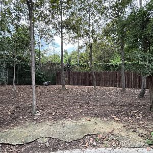 Savanna Safari - Blue Wildebeest Exhibit