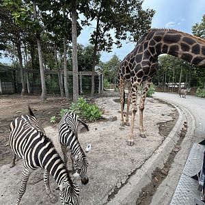 Savanna Safari - African Paddock