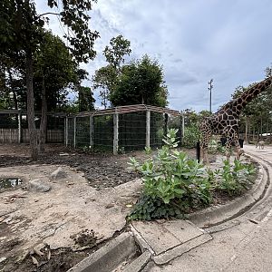 Savanna Safari - African Paddock