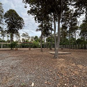 Savanna Safari - Ostrich Exhibit