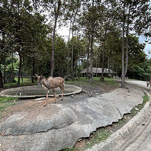 Savanna Safari - Greater Kudu Exhibit