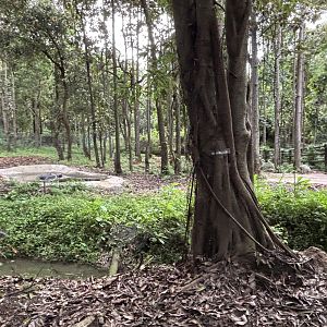 Savanna Safari - Pygmy Hippo Exhibit