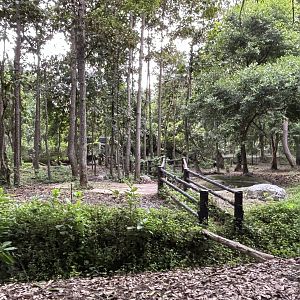 Savanna Safari - Pygmy Hippo Exhibits