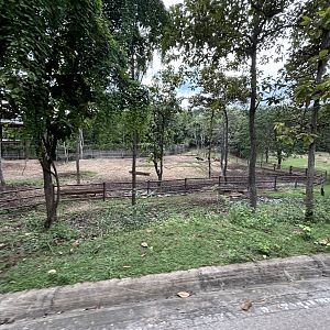Savanna Safari - Banteng Exhibit