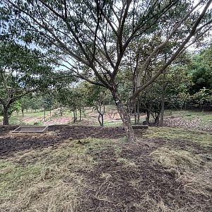 Savanna Safari - Watusi Exhibit