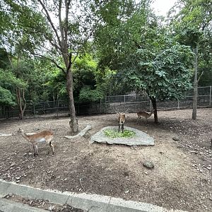 Predator Prowl Safari - Kafue Lechwe Exhibit