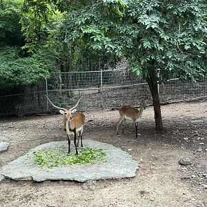 Predator Prowl Safari - Kafue Lechwe + Nyala Exhibit