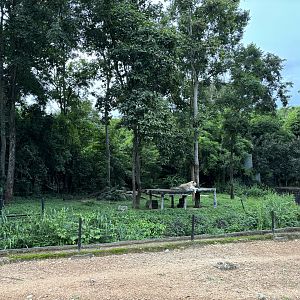 Predator Prowl Safari - Lion Exhibit
