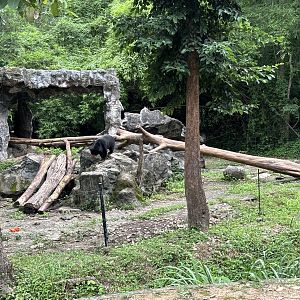 Predator Prowl Safari - Sun Bear Exhibit