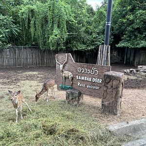 Predator Prowl Safari - Sambar Deer Exhibit