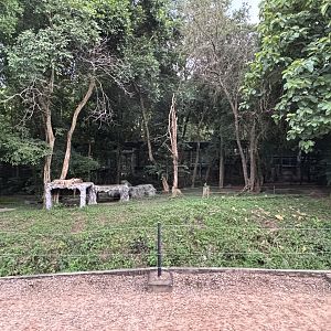 Predator Prowl Safari - Indochinese Tiger Exhibit