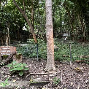 Predator Prowl Safari - Painted Stork Exhibit
