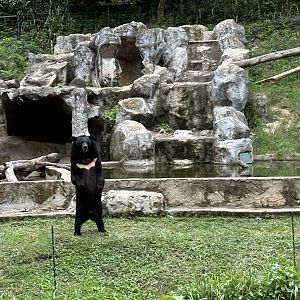 Predator Prowl Safari - Asiatic Black Bear Exhibit