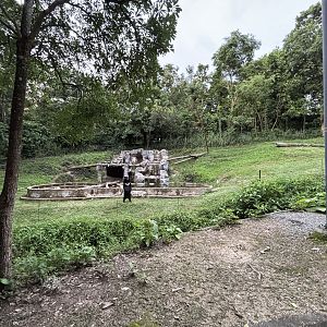Predator Prowl Safari - Asiatic Black Bear Exhibit