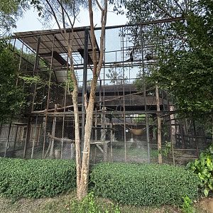 Red-shanked Douc Langur Exhibit