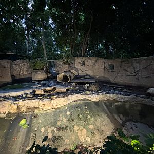 Crested Porcupine (albino) Exhibit