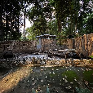 Malayan Porcupine Exhibit