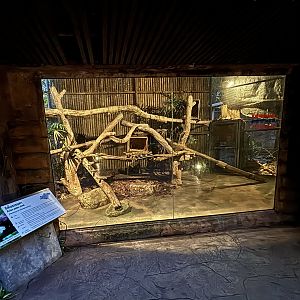 Common/Asian Palm Civet Exhibit