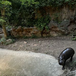 Pygmy Hippo Exhibit