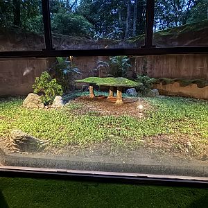Tanuki Exhibit