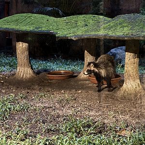 Tanuki Exhibit