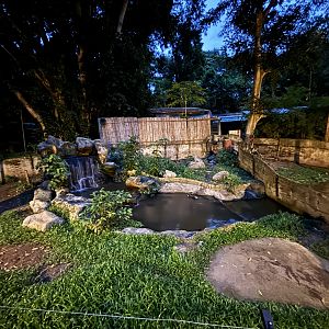 Smooth-coated Otter Exhibit