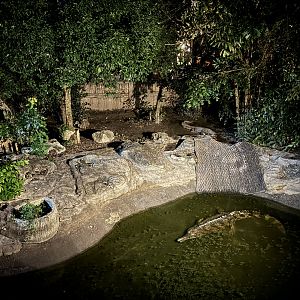False Gharial Exhibit