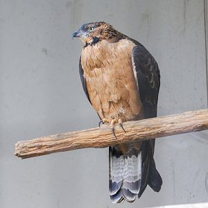 Oriental Honey Buzzard (Pernis ptilorhynchus)