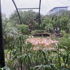 South American Wetlands Aviary