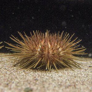 Glyptocidaris crenularis