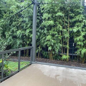 South American Wetlands Avairy