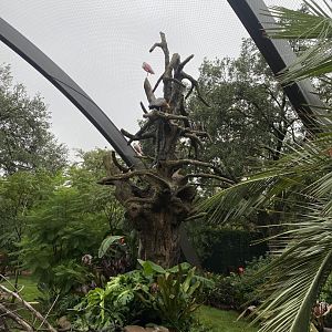 Historic Tree Sculpture