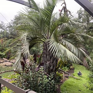 South American Wetlands Aviary