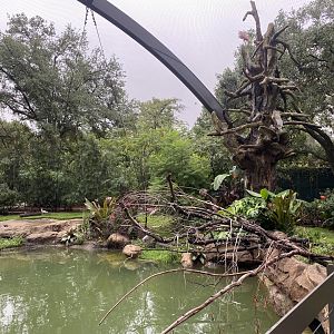 Boat Billed Heron Flying