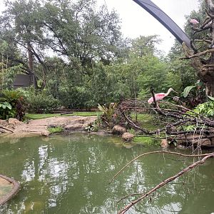 Roseate Spoonbill Perching