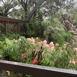 South American Wetlands Aviary
