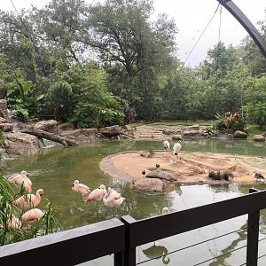 South American Wetlands Aviary