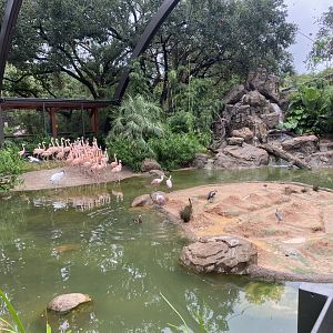 Wood Stork Scaring Away Flamingos