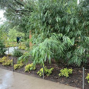 Immersion Keeping Planting