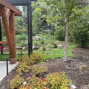 African Savanna Aviary