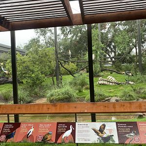 African Savanna Aviary Main Viewing