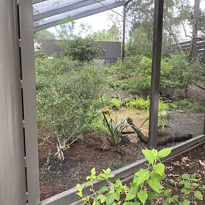 North American Woodlands Aviary