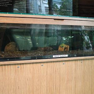 Tank for Brown Mudfish (Neochanna apoda)