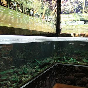 Native freshwater tank