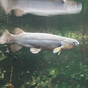 Banded Kokopu (Galaxias fasciatus)