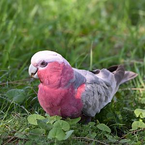 Galah
