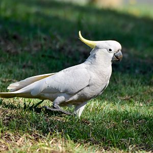 Sulphur-crested Cockatoo