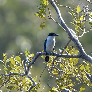 Torresian Kingfisher