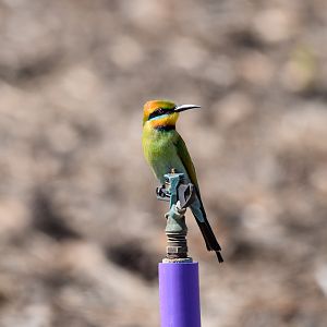 Rainbow Bee-eater