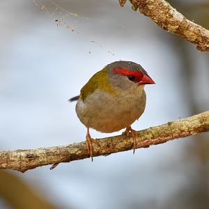 Red-browed Finch